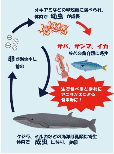 アニサキスの生活環