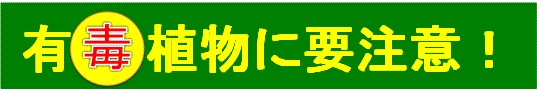 有毒植物に要注意！