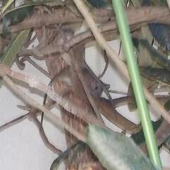 木登りなどをして天井裏などに侵入する。