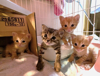 保護猫4きょうだい