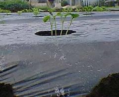 横から見た大根の芽の写真