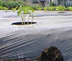 横から見た大根の芽の写真1