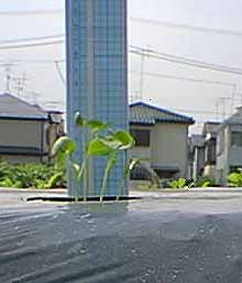 横から見た大根の芽の写真2