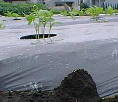 横から見た大根の芽の写真1