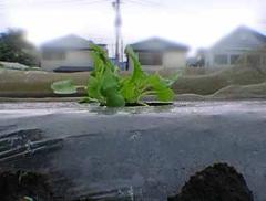 横から見た大根の芽の写真1