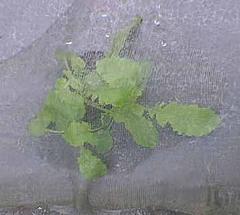 カンレイシャに覆われた大根の芽の写真1