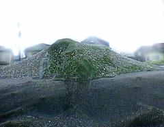 カンレイシャに覆われた大根の芽の写真2
