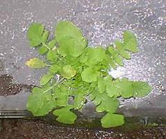 雨に打たれている大根の芽の写真