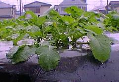 横から見た大根の芽の写真