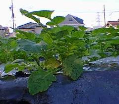 横から見た大根の芽の写真