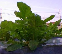 横から見た大根の芽の写真