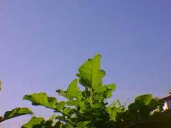 青空と大根の葉の写真
