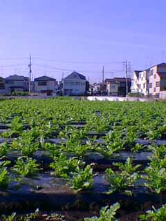 大根畑の全景の写真