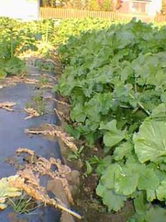 青首大根が植えてあった跡の写真