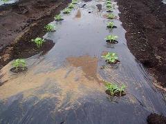 順調に伸びる芽