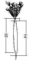 大根の切り方の画像