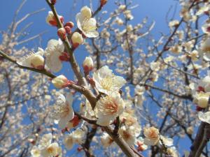 うめのき憩いの森