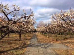 うめのき憩いの森