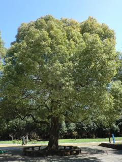 大きく枝を広げた木（光が丘公園のクスノキ）写真