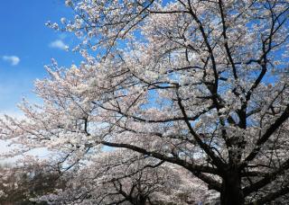 満開のサクラ（光が丘公園のサクラ並木）写真