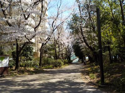 園内の桜の写真