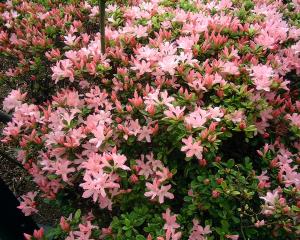 練馬の鏡の花の写真