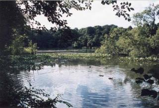 三宝寺池沼沢植物群落の写真