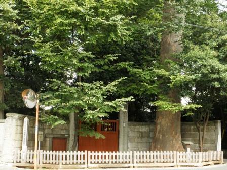 内田家の屋敷林の写真