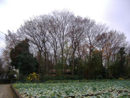 井口家の屋敷林の写真