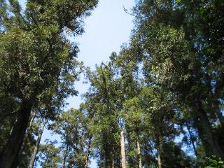 土支田八幡宮の社叢の写真