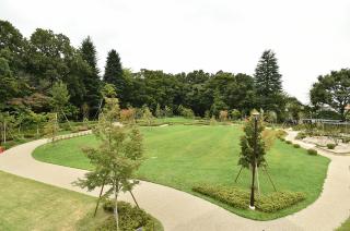 石神井松の風文化公園花と木立のひろばの画像