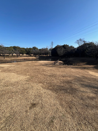 大泉さくら運動公園