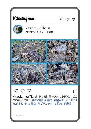 霜柱の写真