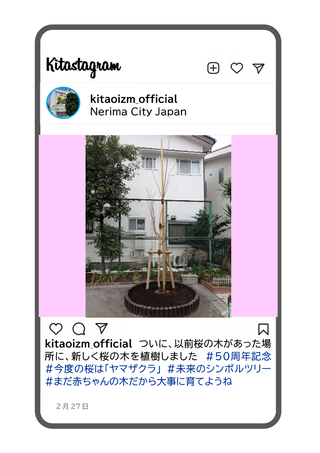 新しい桜の木の写真