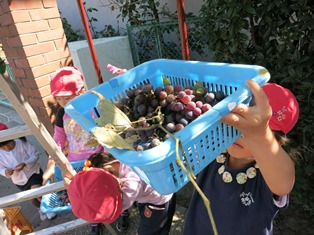 ブドウ収穫の写真