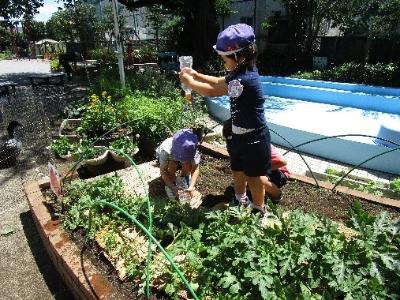 水やりをしている写真