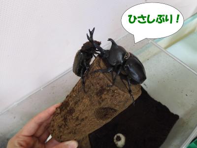 カブトムシの写真