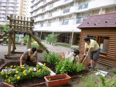 花畑の植え替え