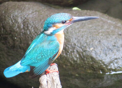 カワセミの写真