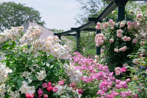 ローズガーデンのバラ