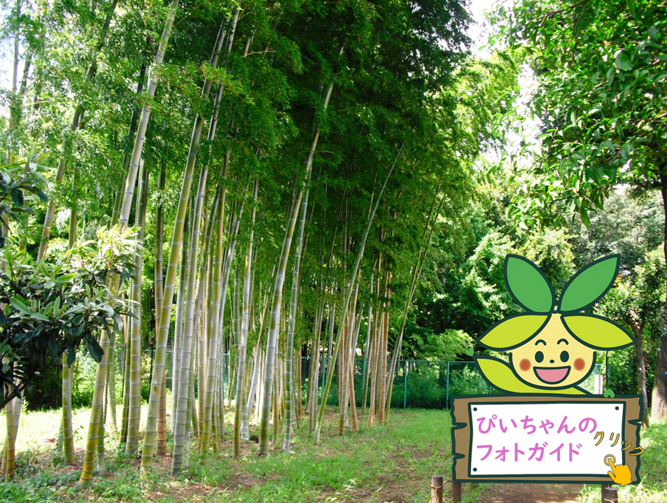 igashirakobushi