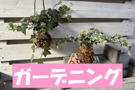 ガーデニングコーナー