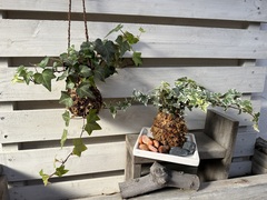 苔玉づくり体験・苔玉販売＆ガーデンライフディスプレイ