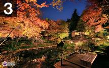 向山庭園の紅葉ライトアップの写真