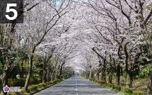 桜トンネルの写真