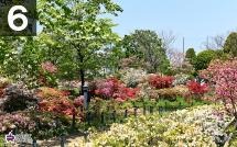 平成つつじ公園の写真