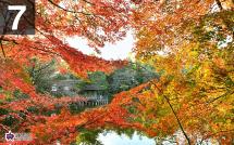 石神井公園のもみじの写真