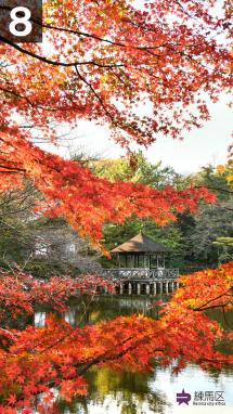 石神井公園のモミジの写真
