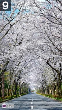 桜トンネルの写真