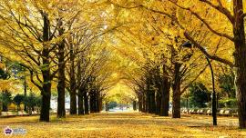 光が丘公園のイチョウ並木の写真